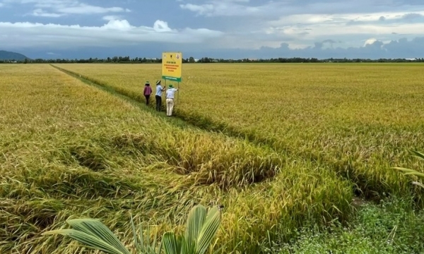 Cluster sowing - fertilizer burying: The 'perfect couple' in rice cultivation