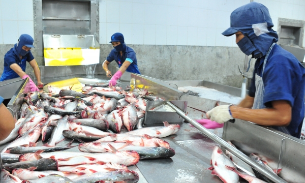 The pangasius chain must share rights and responsibilities