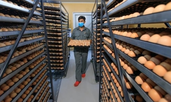 Establishment of the Vietnam egg producers club