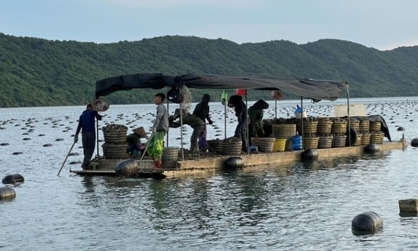 Quang Ninh fisheries lacks high-quality human resources