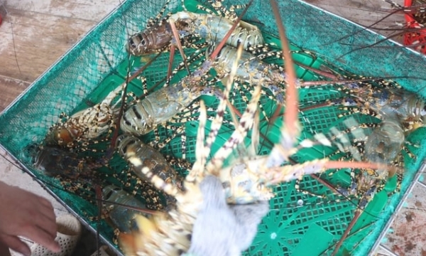 All green lobster seeds have been imported