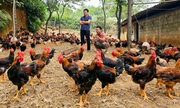 The commune with more than 1 million chickens