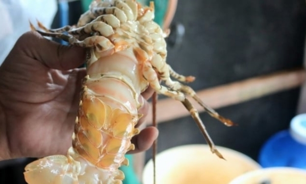 Developing lobster farming: disease outbreak issues