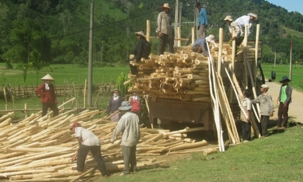 Wood industry rebounds: Prices surge for cultivated timber