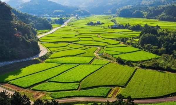 Japan shares expertise on the regrouping of agricultural land