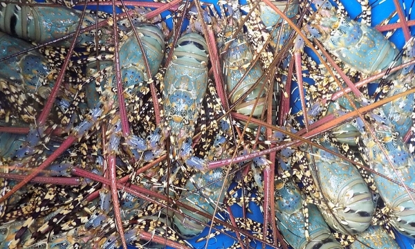 Food safety requirements for spiny lobster exports to China remain unchanged