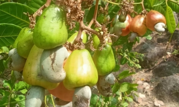 Restoring the reputation of Vietnamese cashew nuts