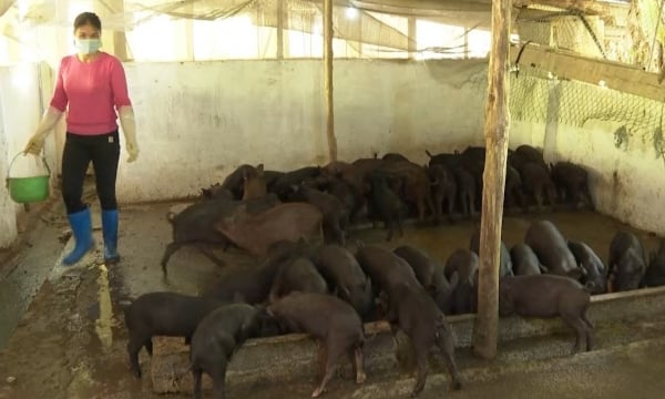 Tăng tốc thực hiện dự án chăn nuôi lợn sau dịch