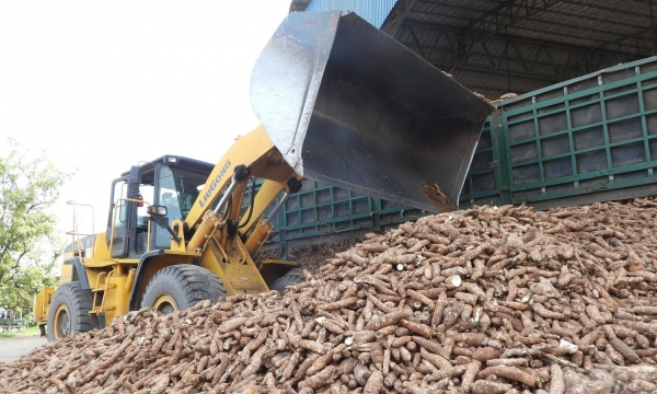 The cassava industry implements SPS: Set export target of US$ 2 billion