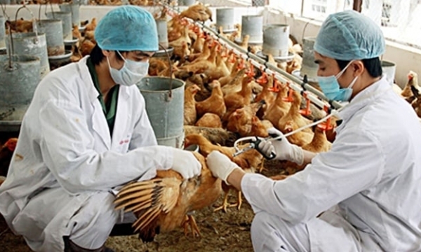The use of antimicrobials in livestock feed experiences a significant decline