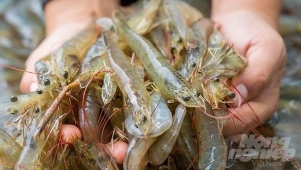 Measures for shrimp industry management are needed to standardize disease control processes