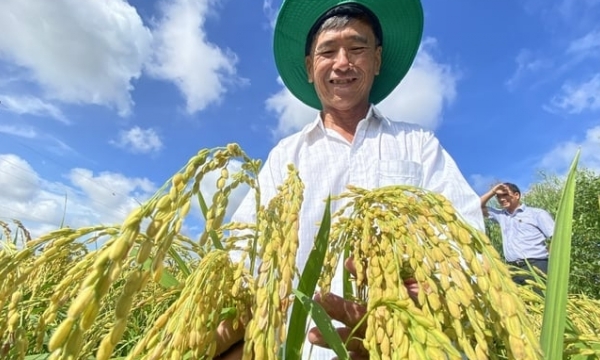 Comprehensive solution for the One Million Hectares Rice Project in the Mekong Delta region