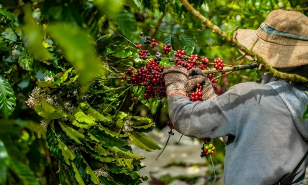Sản xuất cà phê 4C để đáp ứng quy định không gây mất rừng