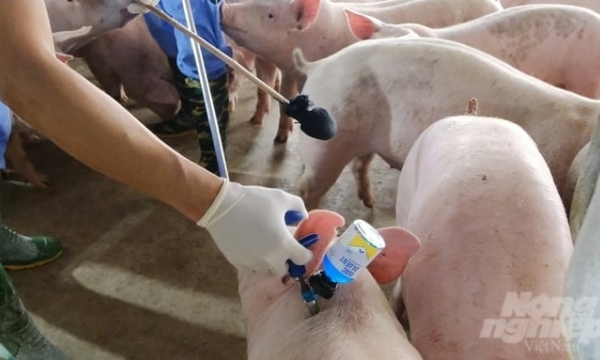 Boosting African Swine Fever vaccination starting early 2024