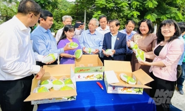First 7-ton shipment of green-skinned mangoes to Australia and the United States