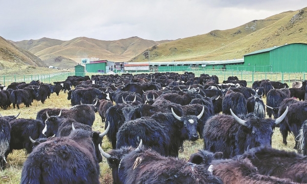Mô hình hợp tác xã chăn nuôi bò của Trung Quốc được FAO vinh danh