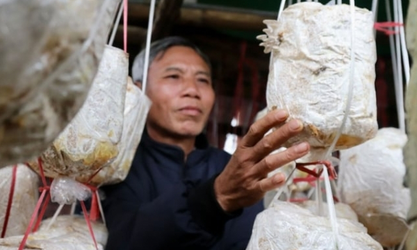 Hơn một thập kỷ 'ăn ngủ' với nấm, lão nông thu lãi 300 triệu đồng/năm