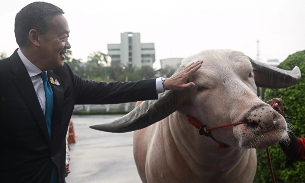 Thủ tướng Thái Lan 'đón tiếp' chú trâu bạch tạng trị giá nửa triệu USD