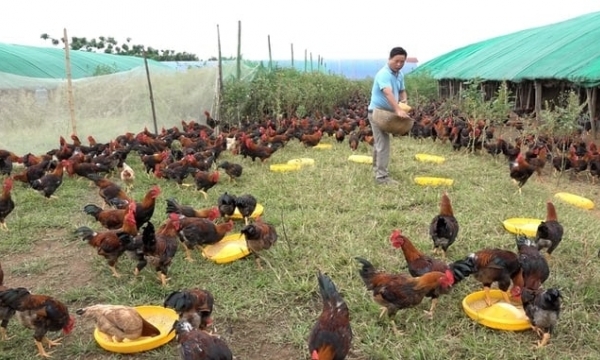The MARD asks to prevent bird flu from spreading widely