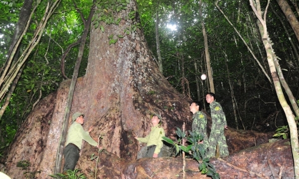 'Nghien' ancient trees - treasures of Na Hang forest