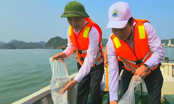 More than 1 million fries released into the Cat Ba sea