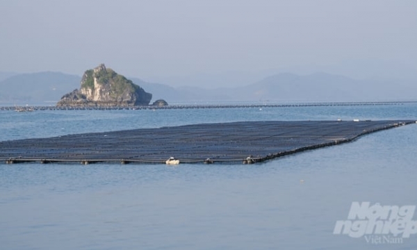 Quang Ninh prohibits speculation on mariculture areas