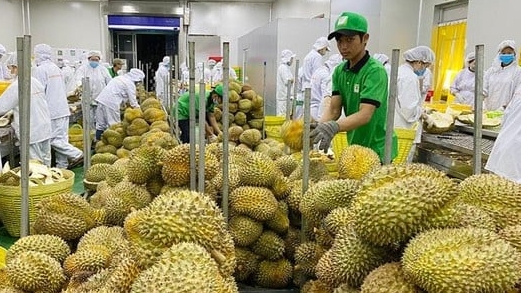 MARD requests meticulous probe on the returned durian lots