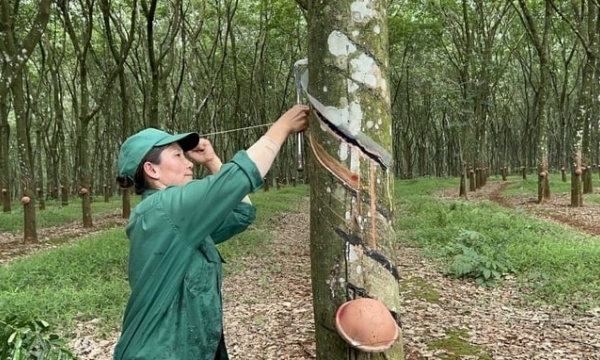 VRG to market rubber latex and wood with sustainable forest management certification