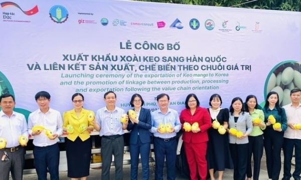An Giang exports the first 18 tons of Keo mangoes to South Korea