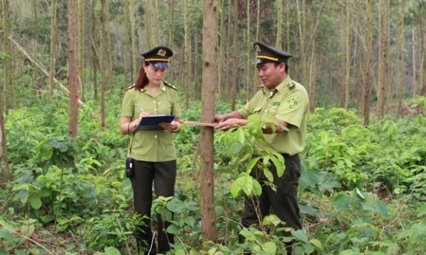 Bac Giang reforestation up 30% over the same period in 2023