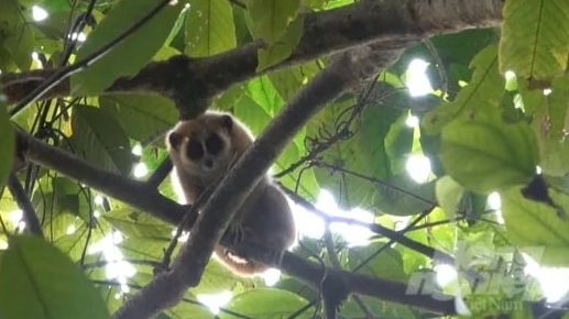 Discovery of the rare small loris species in Bac Kan