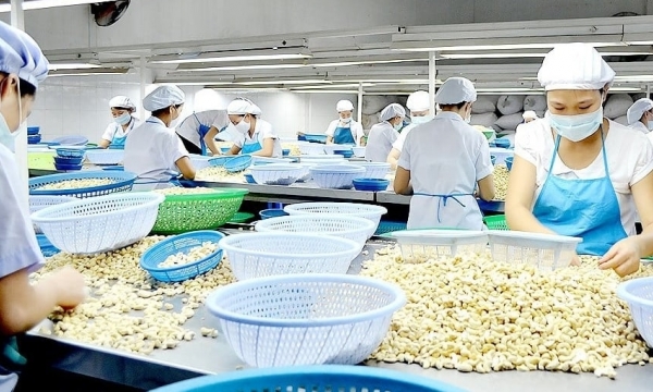 Vietnamese cashew nuts face competitive pressure from Africa