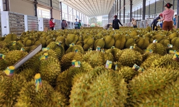 Dak Lak province faces multiple risks in durian development