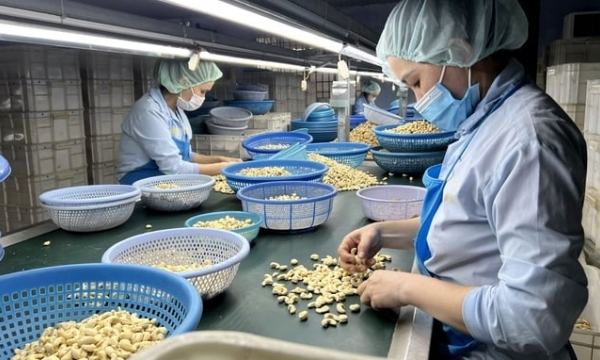 Xuất khẩu hạt điều của Việt Nam quý I tăng cả về lượng và giá trị