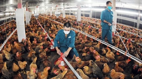 Review of import procedures for livestock products from Laos