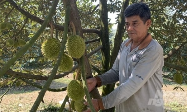 Durian price doubled, profit more than VND 1 billion/ha