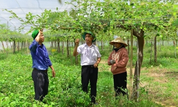 High-tech agriculture in Ninh Thuan: Finding ways to escape from prevailing model