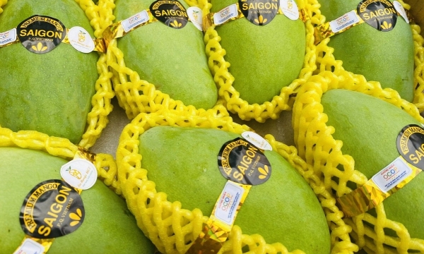 An Giang mangoes to reach international markets