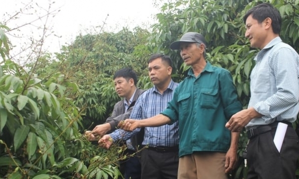 Lychee output in 2024 is expected to decrease by 50%