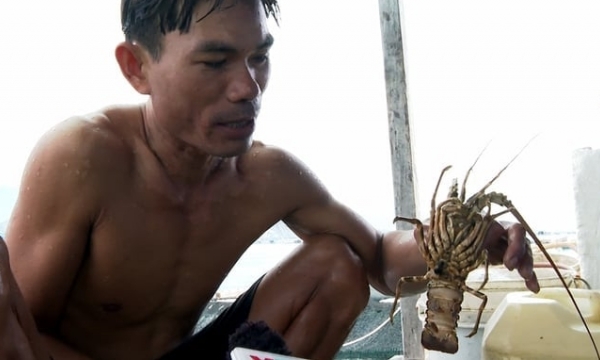 Mass lobster deaths leave farmers in distress