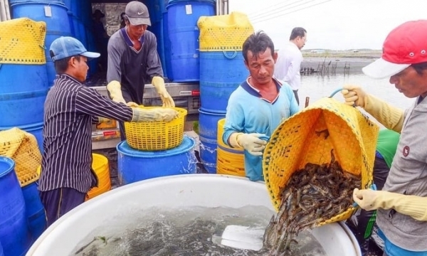 China, the US, and Japan increase imports of Vietnamese seafood