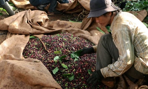 Coffee would be destroyed due to violating Mexico’s regulation on phytosanitary