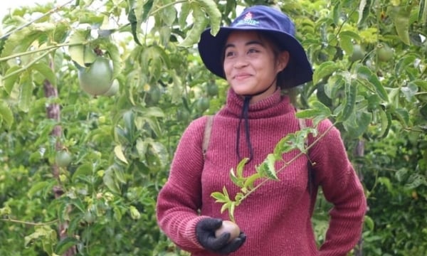 Passion fruit to be the key crop in the Central Highlands