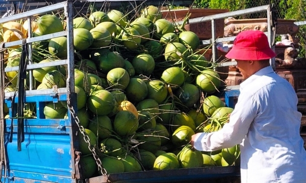 Ben Tre's fresh coconut exports are still low compared to market demand