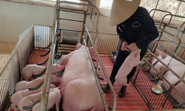 Central Highlands: Barriers to investing in pig farming