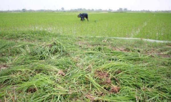 Does weedy rice affect Vietnam's rice industry?