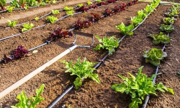 Learning water-saving agriculture from Israel's culture