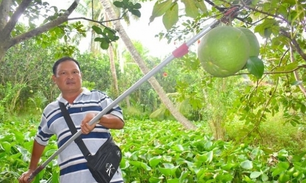 Export of pomelos benefits from new preservation technology