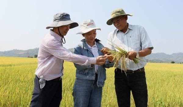 Healthy rice, increasing productivity by 30%, and decreasing costs by 10% thanks to emission-reducing farming