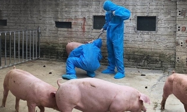 Đàn lợn tiêm vacxin tả lợn Châu Phi sinh kháng thể cao